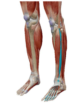 <p>what muscle is this</p>
