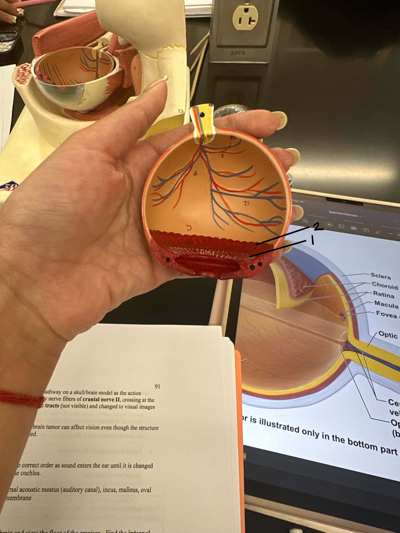 <p>This makes up vascular layer</p>