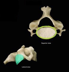 <p>What is the indicated part and vertebrae?</p>