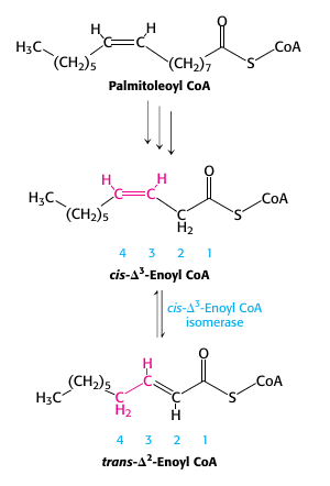 <p>unsaturated fats</p>