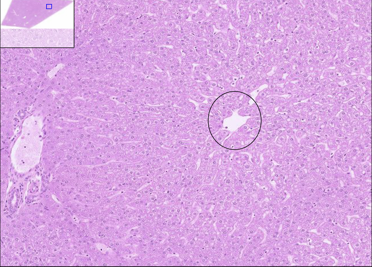 <p>What structure is this?</p>