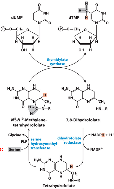 <p>Serine provides the methylene group</p>