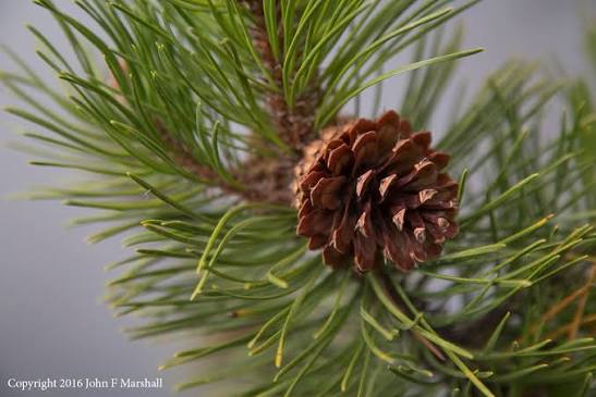 <p>Lodgepole pine:</p><p></p>