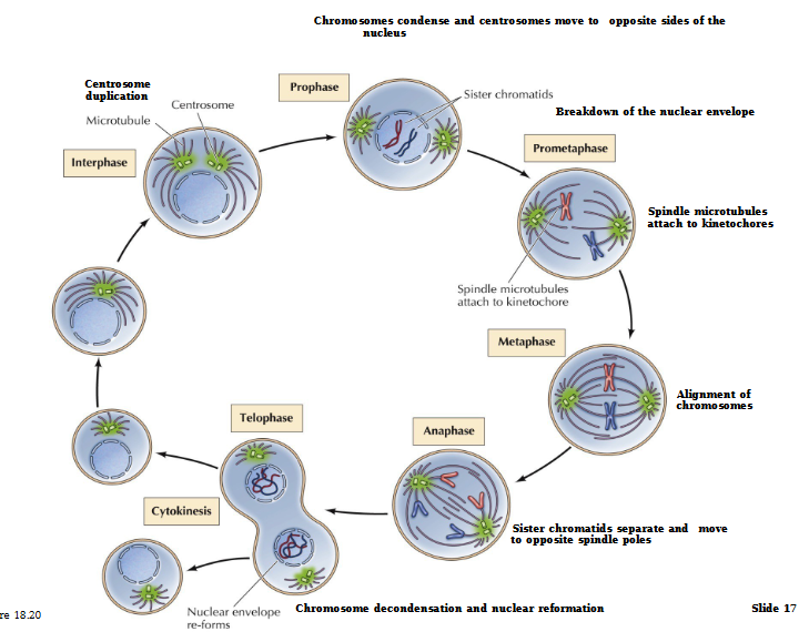 <p>Interphase (G1, S, G2) - Duplication of DNA, growth of cell and proteins, duplication of organelle</p><p>Prophase -  Chromosomes become visible. Centrioles separate and move to poles</p><p>Prometaphase - Nuclear envelope disintegrates. Chromosomes move toward metaphase plate</p><p>Metaphase - Chromosomes line up and attach to spindle fiber at the centromere</p><p>Anaphase - Spindle pulls apart sister chromatids into separate chromosomes</p><p>Telophase - Chromosomes decondense. Nuclear envelope reforms</p><p>Cytokinesis - Cytoplasm separates and 2 identical daughter cells form</p>