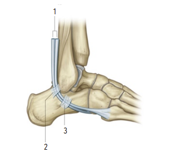 <p>3?</p>