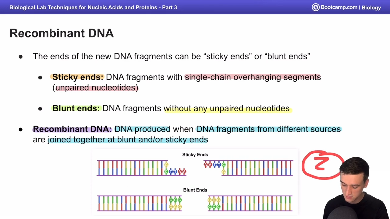 <p>DNA produced when DNA fragments from different sources are joined together </p>