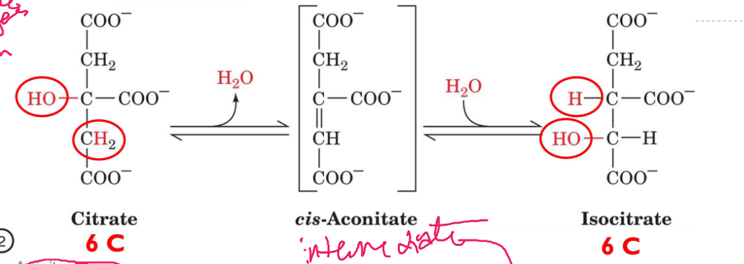 <p>Aconitase rearranges the alcohol in citrate so that it turns from a tertiary to secondary alcohol tha can be oxidized.</p><p>6C→ 6C</p><p>reversible</p>