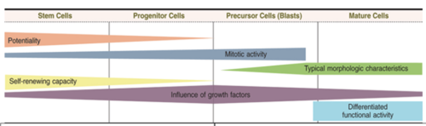 <p>From what do precursor cells (blasts) derive from?</p>