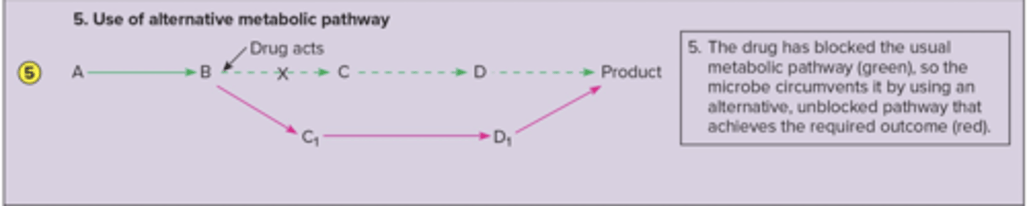 <p>The drug has blocked the usual metabolic pathway (green), so the microbe circumvents it by using an alternate, unblocked pathway that achieves the required outcome (red).</p>