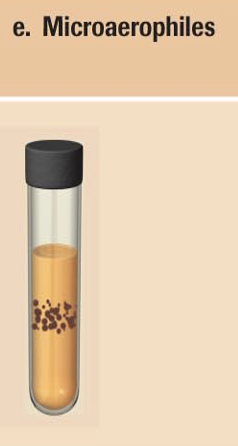 <p>in the middle because they like having a little bit of oxygen</p>