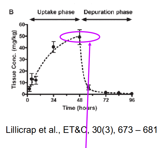 <ul><li><p>Sucralose is a low-calorie artificial sweetener</p><ul><li><p>log KOW = 0.51</p></li></ul></li><li><p>The finding was that sucralose does not bioaccumulate in aquatic organisms from different tiers of the food web</p><ul><li><p>in this case, BCF was determined at 48 hours (equilibrium was not established)</p></li></ul></li><li><p>However, it was found to bioaccumulate in adipose tissue of rats and was present two weeks after cessation of a 40-day feeding period</p><ul><li><p>the first study had tested an insufficient time</p></li></ul></li></ul><p></p>
