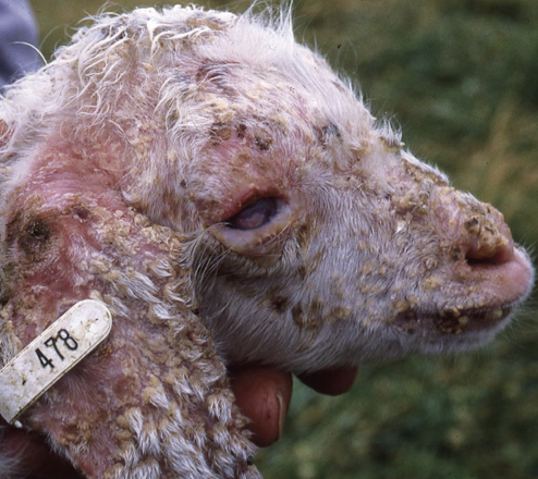 <ul><li><p>Can affect any species</p></li><li><p>Zoonotic</p></li><li><p>Often transferred during nursing from dam</p></li><li><p>Traumatized inguinal skin of lactating dams can transmit infection to ears of nursing offspring</p></li><li><p>Flagellated zoospores invade epidermis, germinate into filamentous organisms, and damage/separate keratinocytes</p></li></ul><p></p>