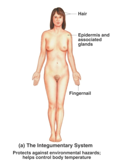 <p>Skin, hair, nails, sweat glands, sebaceous (oil) glands</p>