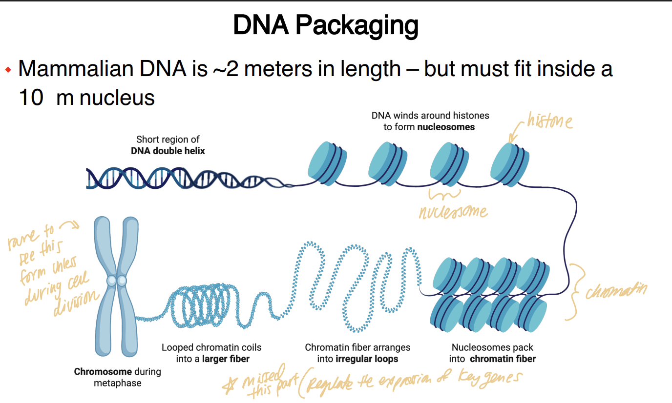 <p>DNA must be heavily packaged because the mammalian genome is extremely long relative to the size of the nucleus, and <strong>histone proteins allow DNA to wrap, condense, and ultimately form chromatin</strong>.</p><p>The general hierarchy shown is:</p><p>DNA double helix<br>→ DNA wraps around histones<br>→ nucleosomes<br>→ chromatin fibers/loops<br>→ highly condensed chromosome</p><p><span data-name="mag_right" data-type="emoji">🔎</span> <strong>What this means:</strong><br>You can't just stuff a giant loose DNA strand into a tiny nucleus.</p><p>The cell solves this by progressively organizing and folding it.</p><p>A <strong>nucleosome</strong> is DNA wrapped around histone proteins.</p><p><strong>Chromatin</strong> means DNA together with its associated proteins.</p>