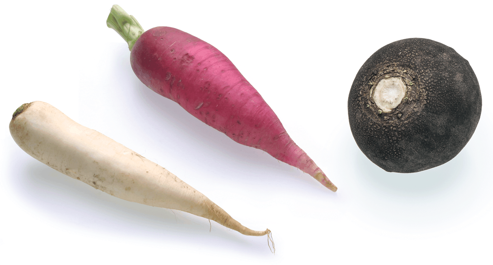 <p>Radish / Rabanete</p>
