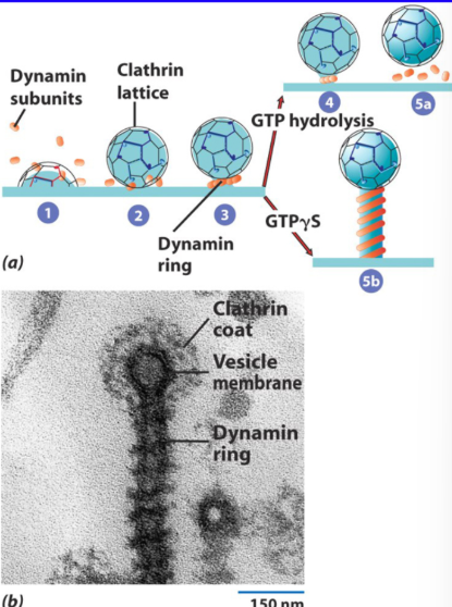 <p>Induces a Conformational Change that Severs the Vesicle from the Membrane either directly or through the action of another protein</p>