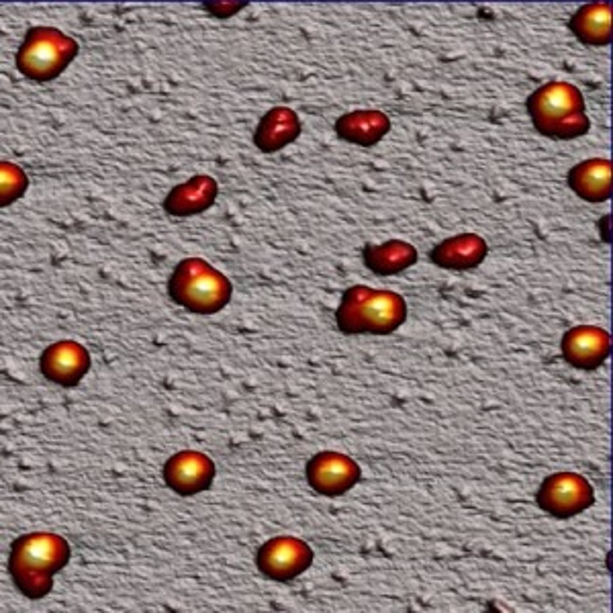 <p>Make proteins</p><p>All cells</p>