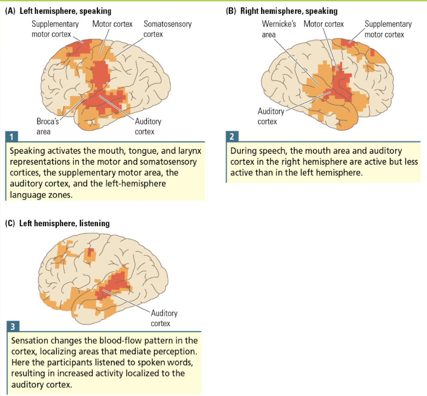 Brain Fxn & Regional Blood Flow