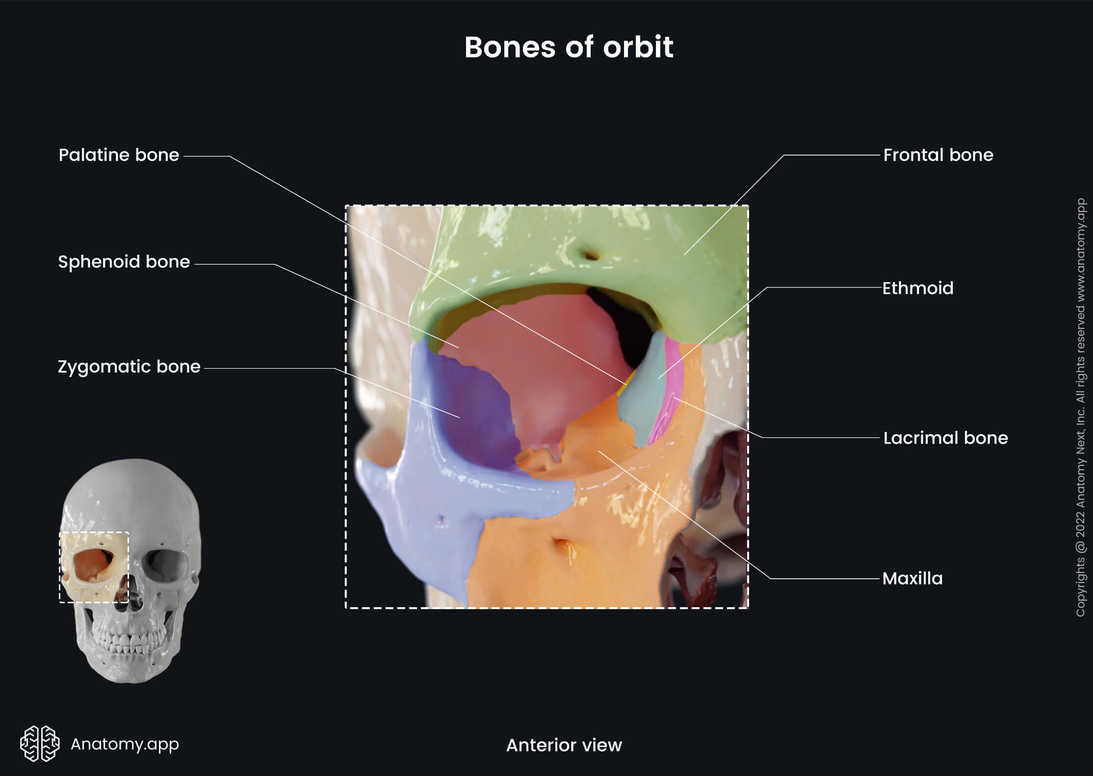 <p>Viscerocranium</p><ul><li><p>orbits (eye sockets)******</p><ul><li><p>orbital rim formed by <em>_,_, &_</em></p></li><li><p>remaining bones of orbit: _,_,_,&_</p></li><li><p>Orbit houses and protectsā¦</p></li></ul></li></ul><p></p>