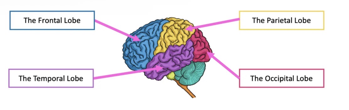 <ul><li><p>The cerebrum is split into different areas called 'lobes' </p></li><li><p>Each of the different lobes perform different functions and are linked to different senses.</p></li></ul><p></p><ol><li><p>Frontal</p></li><li><p>Temporal</p></li><li><p>Parietal</p></li><li><p>Occipital </p></li></ol><p></p>