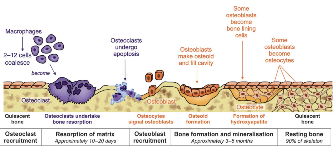 <p><strong>Remodelling and Hormones- </strong>squence</p>