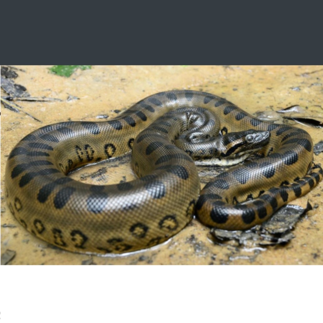 <p>name this animal</p>