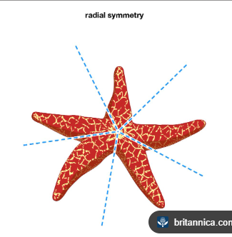 <p>radial symmetry</p>