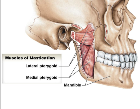 <p>medial and lateral are antagonists</p><p>move mandible side to side</p><p>ie. chewing gum</p>