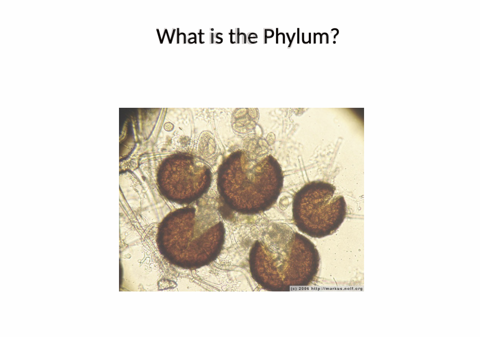 <p><span data-name="star" data-type="emoji">⭐</span> 29. Q: What is this phylum?</p>