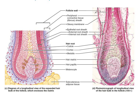 <p><span>•<strong>Hair bulb</strong>: expanded area at deep end of follicle</span></p>