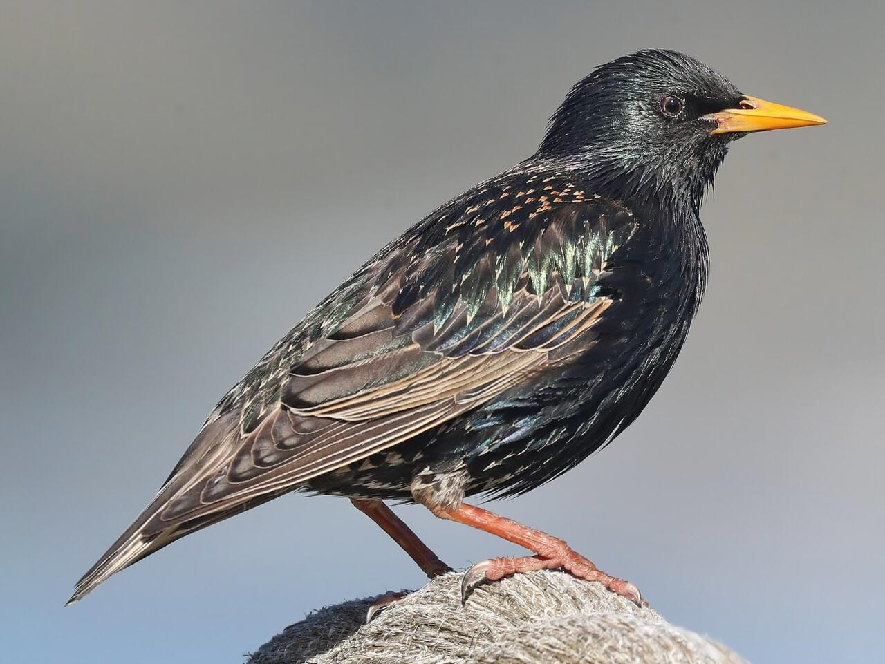 <p>European starling </p>