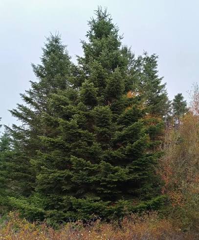 <p>Grand fir: Xmas tree vibe</p><p>Crush needles smell balsamy</p><p>Flat glossy dark green top of needles</p><p></p>