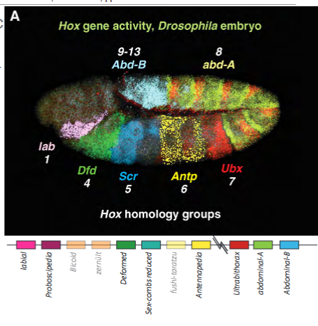 <p>Appears to act in the same way as BX-C, it contains 5 genes, they are expressed along the Anterior-Posterior axis of the body and regulate segment identity.</p>