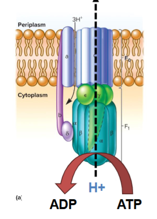 <p>acidification: need to pump protons our to prevent internal acidifcation and make a proton motive force for transport</p><p>but have no etc</p><p>must run atp synthase backwards, pumps H+ out of cell</p><p>atp used to power ATPS can be from a fermentation reaction</p>