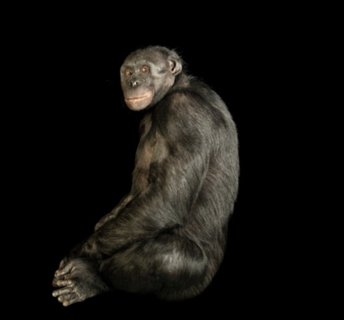 <p>Chimpanzees </p>