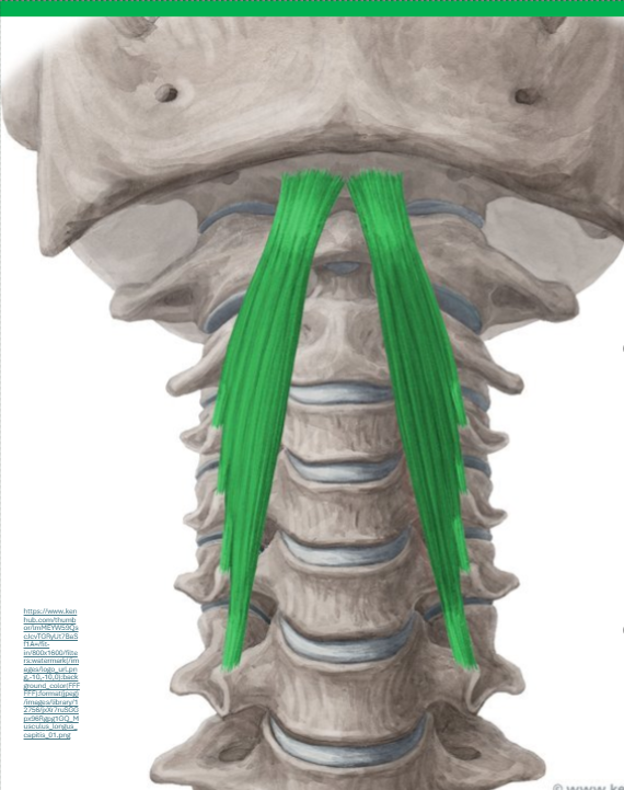 <p><span><strong>Origo: </strong></span><span style="line-height: 26px;"><br></span><span><strong>tuberculum anterior van de </strong></span><span style="line-height: 0px;">processi transversi C3-C6</span></p><p class="Paragraph WhiteSpaceCollapse SCXP232028436 BCX8" style="text-align: left;"><span style="line-height: 0px;"></span></p><p class="Paragraph WhiteSpaceCollapse SCXP232028436 BCX8" style="text-align: left;"><span><strong>Insertie</strong></span><span style="line-height: 0px;"></span></p><p class="Paragraph WhiteSpaceCollapse SCXP232028436 BCX8" style="text-align: left;"><span><strong>Pars basillaris os occiput</strong></span><span style="line-height: 0px;"></span></p><p class="Paragraph WhiteSpaceCollapse SCXP232028436 BCX8" style="text-align: left;"><span style="line-height: 26px;"><br></span><span><strong>Functie enkelzijdig: </strong></span><span style="line-height: 26px;"><br></span><span><em>* homolaterale rotatie van de cervicale wervelkolom</em></span><span style="line-height: 26px;"><br></span><span style="line-height: 0px;"></span></p><p class="Paragraph WhiteSpaceCollapse SCXP232028436 BCX8" style="text-align: left;"><span style="line-height: 0px;"></span></p><p class="Paragraph WhiteSpaceCollapse SCXP232028436 BCX8" style="text-align: left;"><span><strong>Functie dubbelzijdig:</strong></span><span style="line-height: 0px;"></span></p><p class="Paragraph WhiteSpaceCollapse SCXP232028436 BCX8" style="text-align: left;"><span><em>* Flexie in de cervicale wervelkolom</em></span><span style="line-height: 0px;"></span></p><p class="Paragraph WhiteSpaceCollapse SCXP232028436 BCX8" style="text-align: left;"><span style="line-height: 0px;"></span></p>