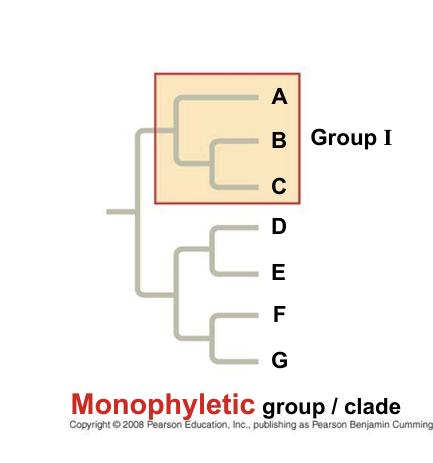 <p>a group of organisms consisting of a single common ancestor and all of its descendants.</p>