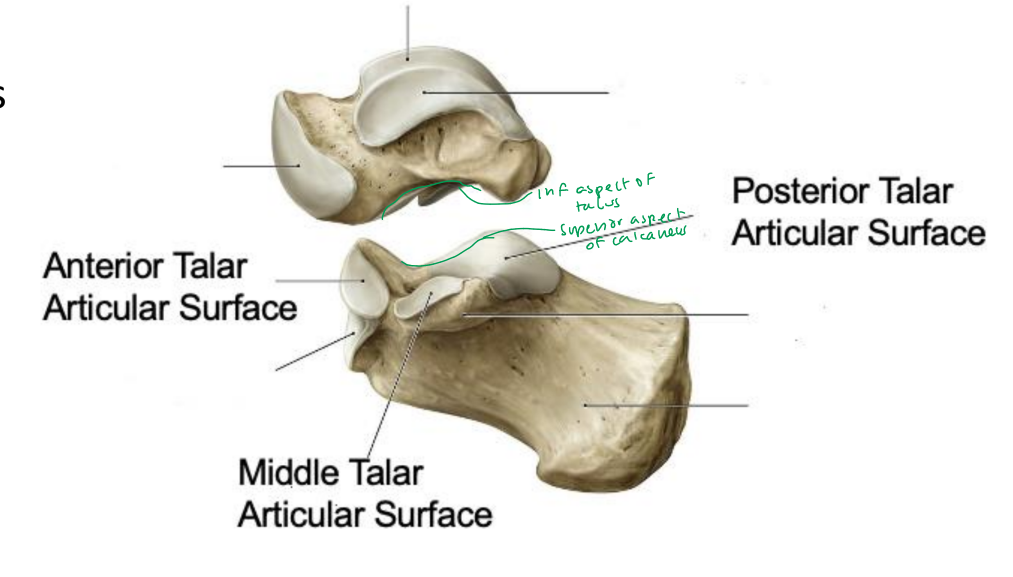 <p>articulates with talus superiorly</p>