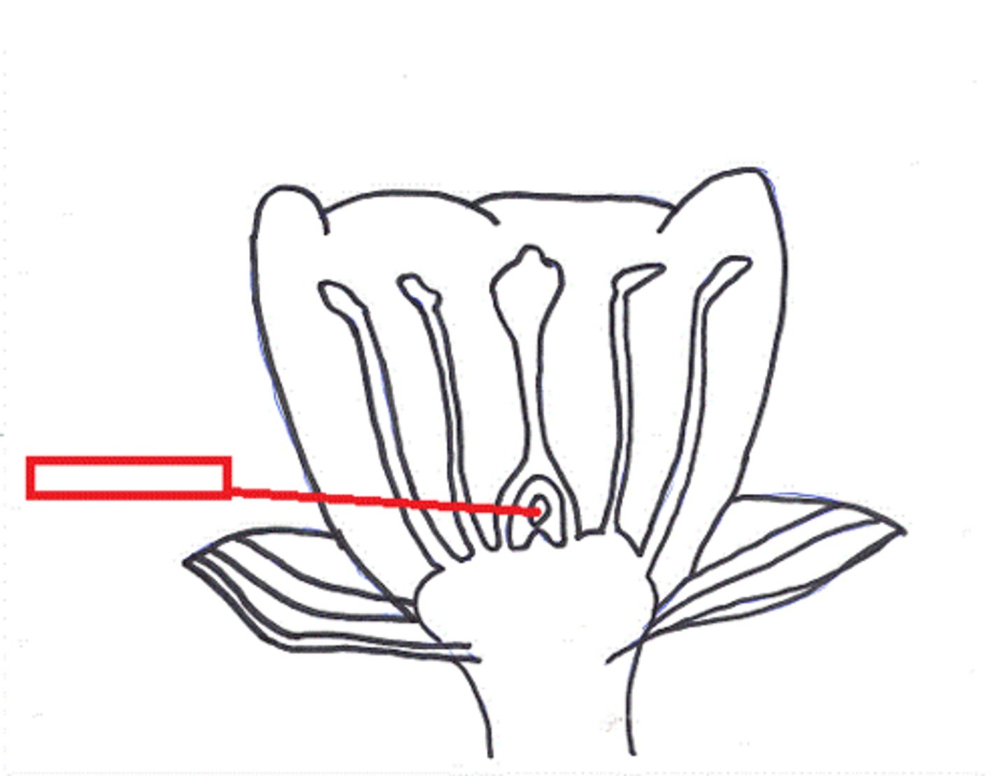<p>A structure that develops within the ovary of a seed plant and contains the female gametophyte</p>