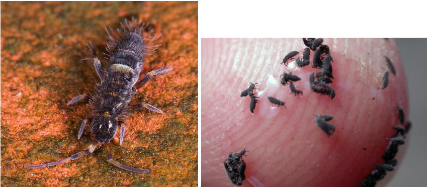 <p>What class are these bugs in?</p>