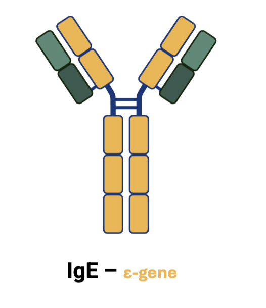 <p>IgE</p>