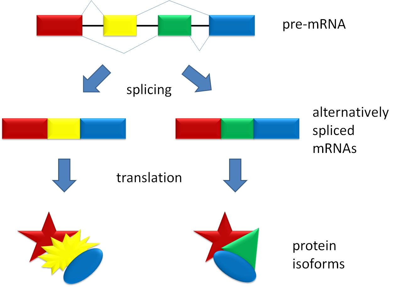 <p>it is a type of RNA splicing in which some genes are includes and excluded (exons) allowing different isoforms of the mRNA to be produced as different proteins </p>