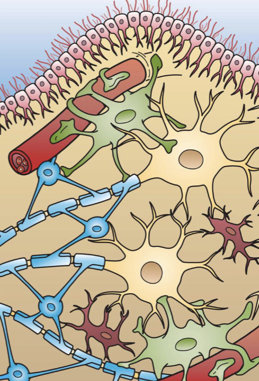 <ul><li><p>Red cell in pic</p></li><li><p>Defensive function : performs phagocutosis ; provides immune system function</p></li></ul><p></p>