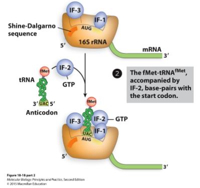 <ul><li><p>GTP bound IF-2 and fMET-tRNA join the small subunit.</p><ul><li><p>The other IFs block the A and E site making it bind to the P site.</p></li></ul></li></ul><p></p>