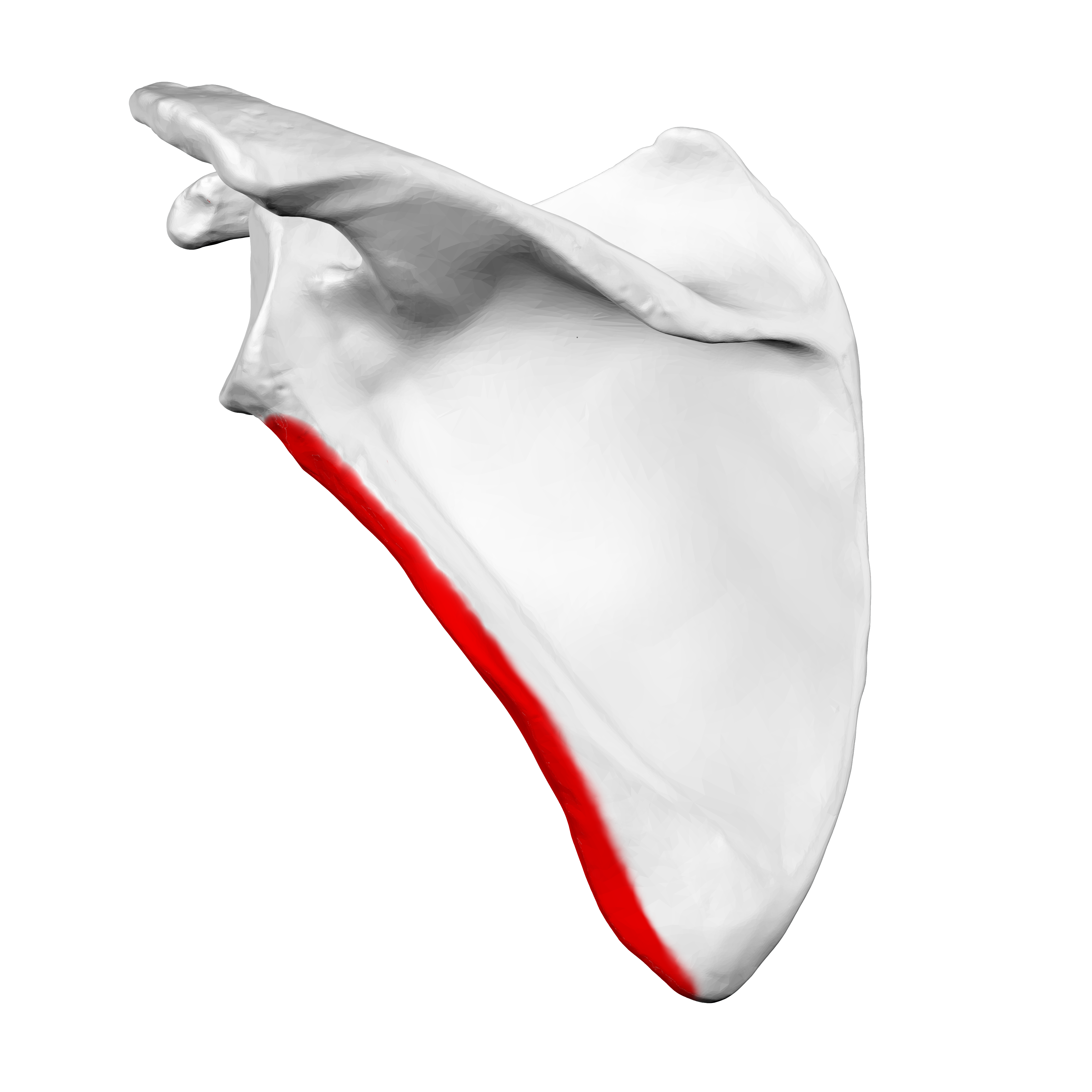 <p>Name the specific part of the bone in red</p>