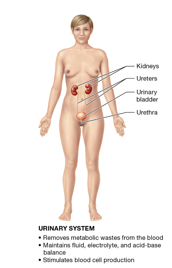 <p>URINARY SYSTEM</p>
