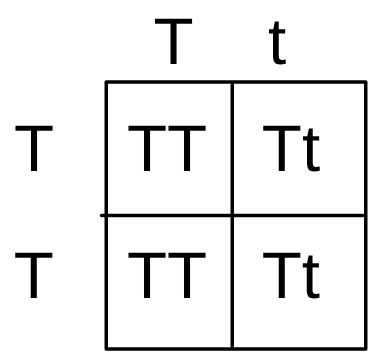 <p>Which of the following is true about the offspring (T = tall, t = short)</p>