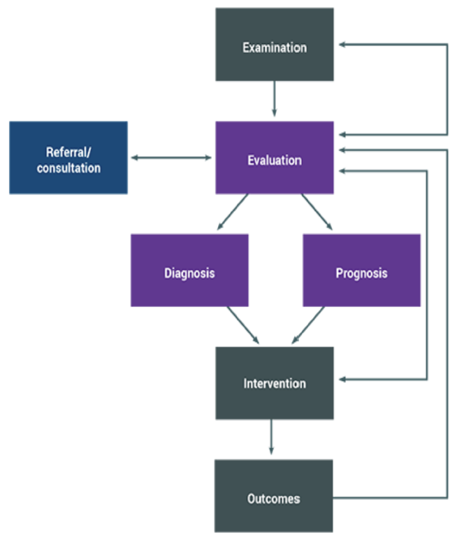 <ol><li><p>examination</p></li><li><p>evaluation</p></li><li><p>diagnosis and prognosis</p></li><li><p>referral/consultation/comanaging</p></li><li><p>plan of care and intervention</p></li><li><p>outcomes</p></li><li><p>reexamination</p></li></ol><p></p>