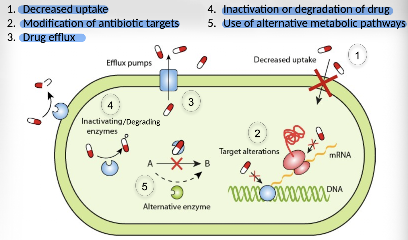 <p>Decreased uptake, modification of antibiotic targets, drug efflux, inactivation or degradation of drug, use of alternative metabolic pathways.</p>