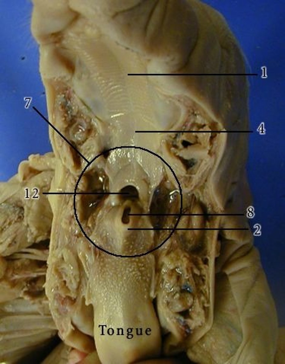 <p>8 = ?</p>